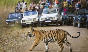 Tourists-watching-Tiger_257607_SWC